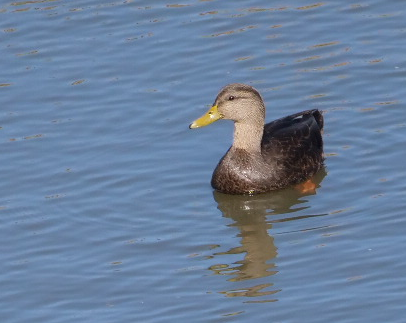 American Black Duck - ML643675291