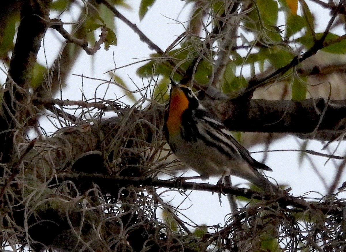 Yellow-throated Warbler - ML643675302