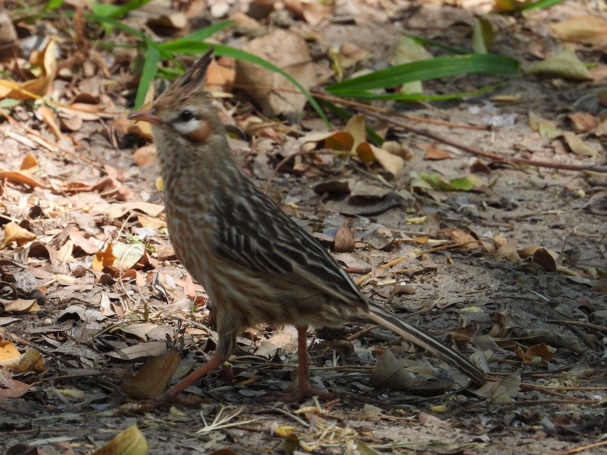 Annumbi alouette - ML643675313