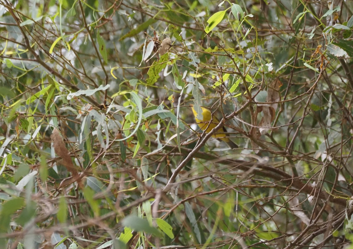 Wilson's Warbler - ML643675323