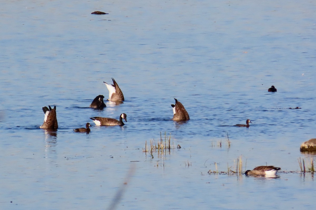 Greater/Lesser Scaup - ML643675337