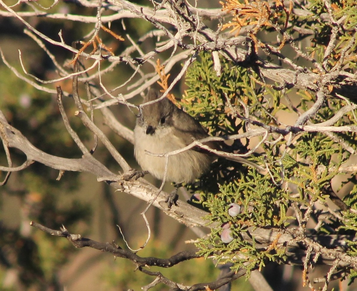 Juniper Titmouse - ML643675343