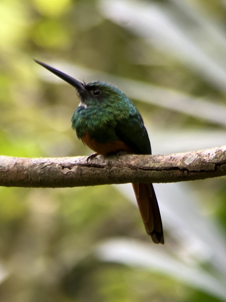 Rufous-tailed Jacamar - ML643675373