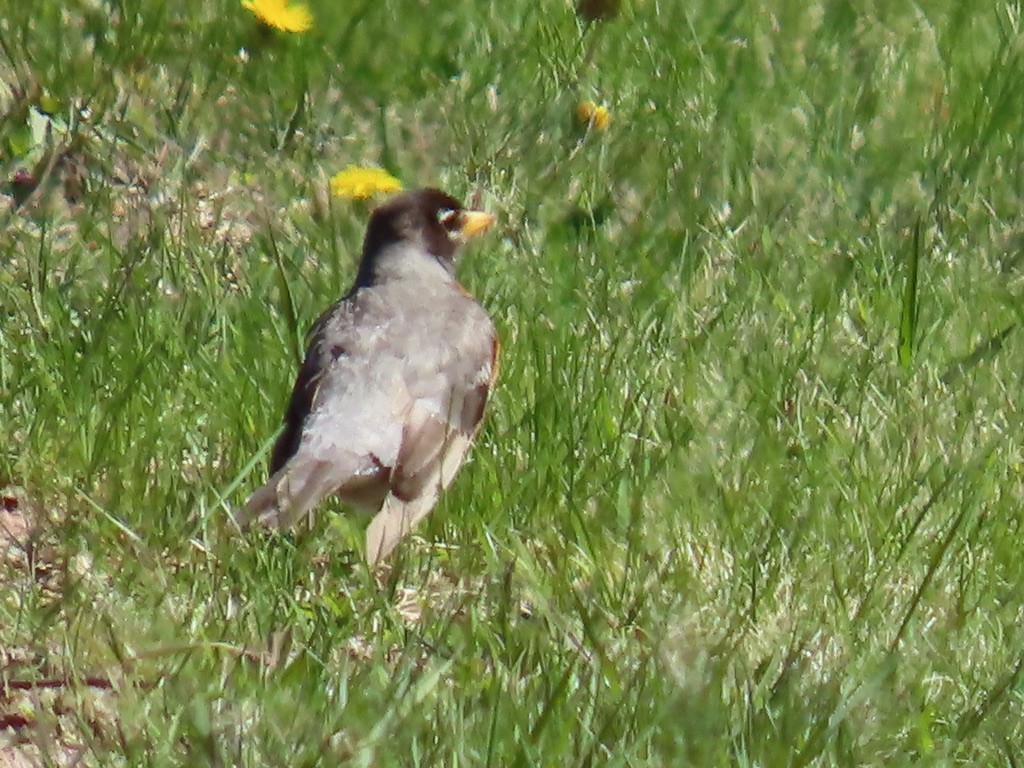 Merle d'Amérique - ML643675379