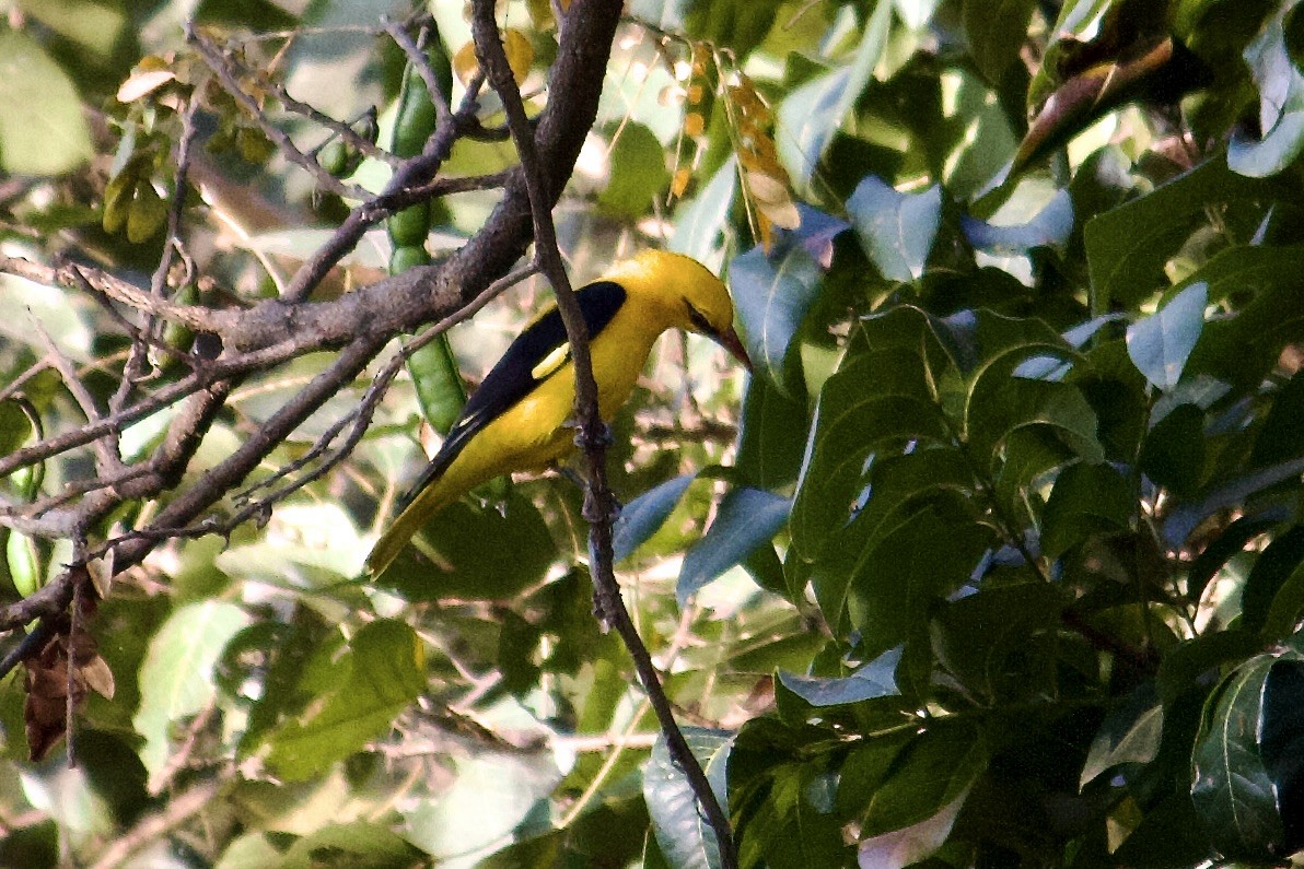 Indian Golden Oriole - ML643675380