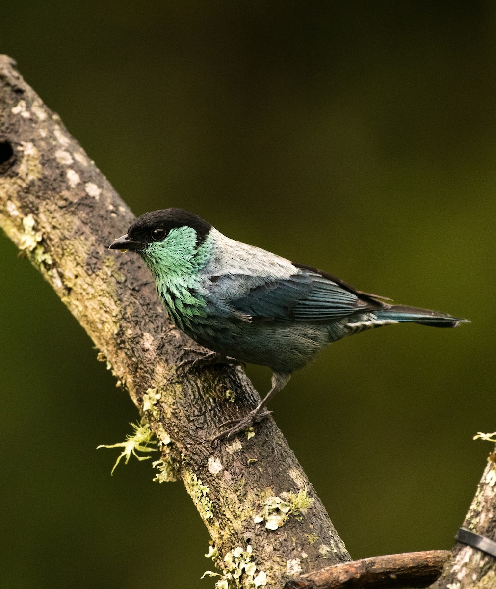 Black-capped Tanager - ML643675390