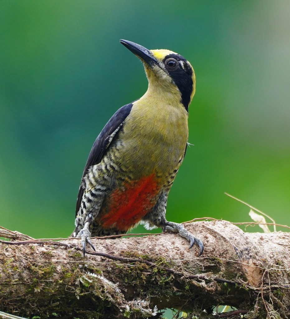 gullnakkespett - ML643675393