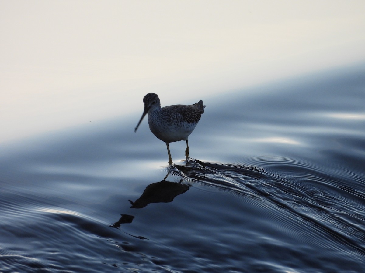 Greater Yellowlegs - ML643675403