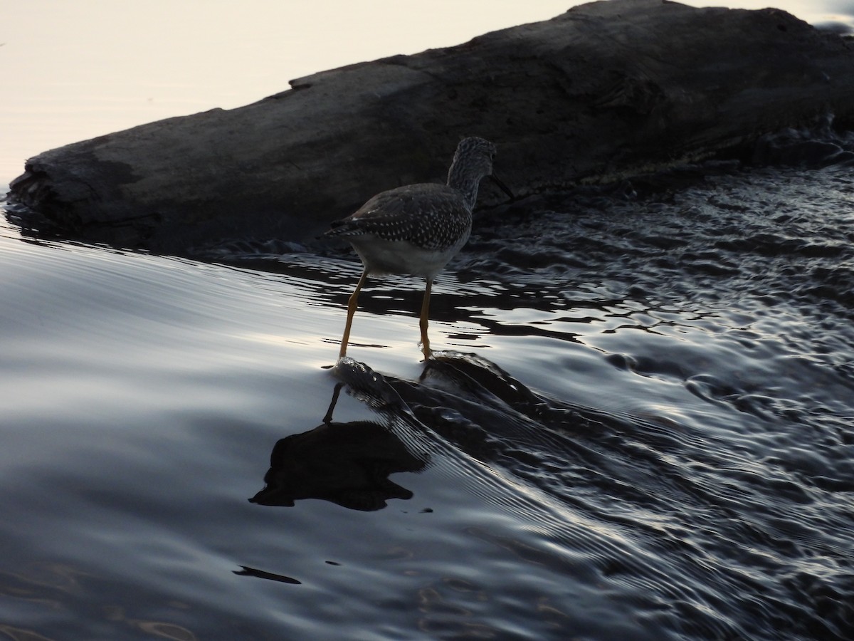 Greater Yellowlegs - ML643675404