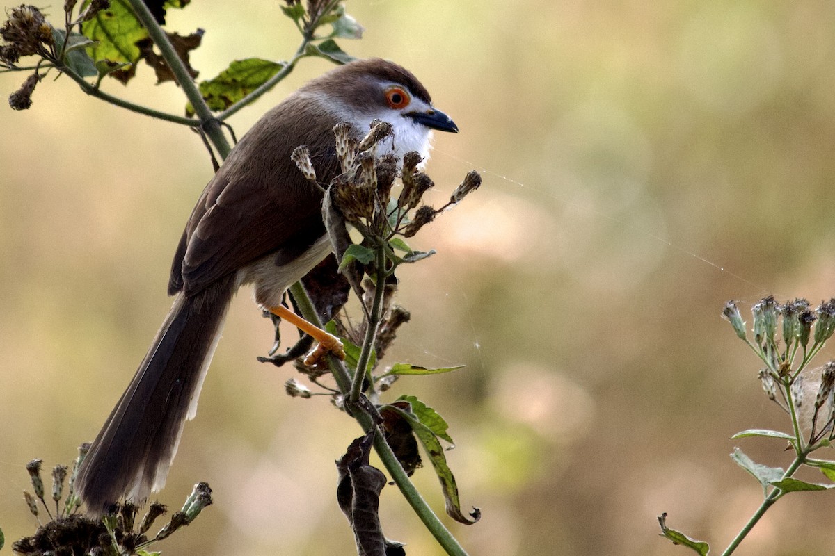 Timalí Ojigualdo - ML643675410