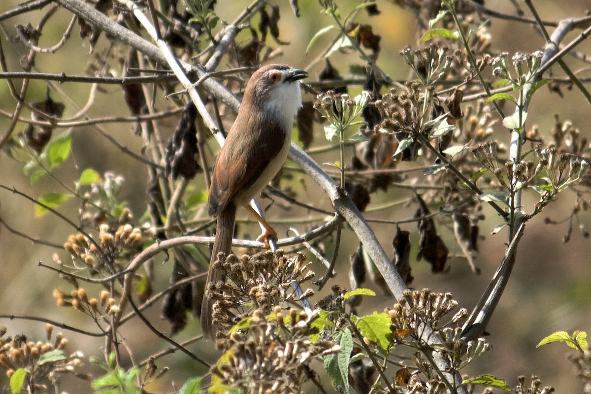 Timalí Ojigualdo - ML643675412