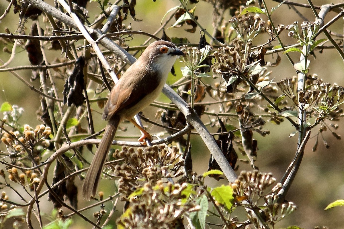 Timalí Ojigualdo - ML643675413