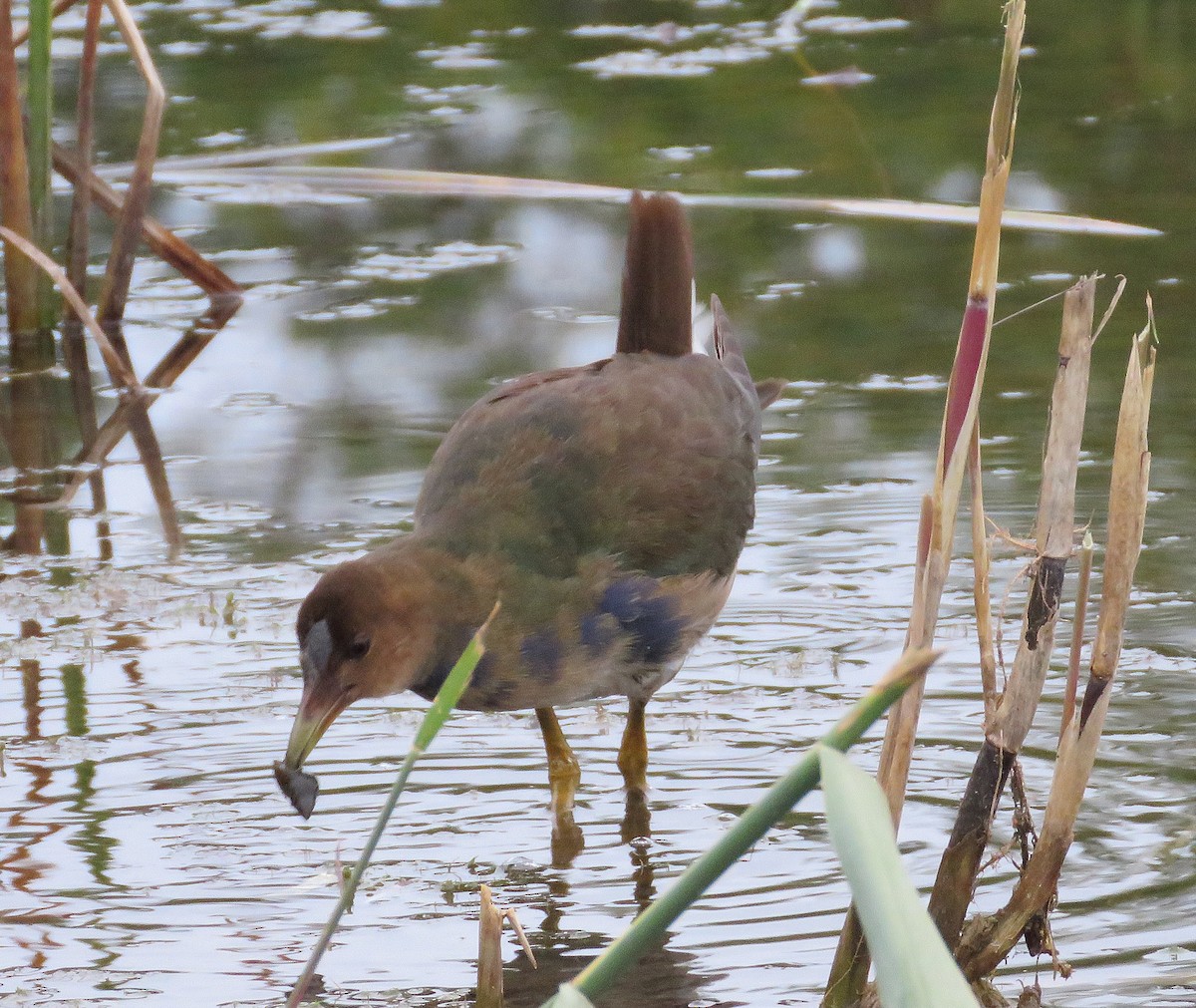 slípka žlutonohá - ML643675418