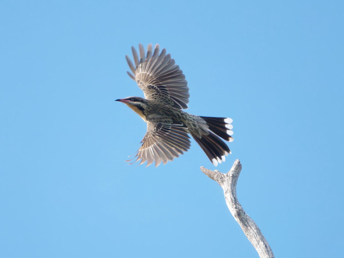 Spiny-cheeked Honeyeater - ML643675423
