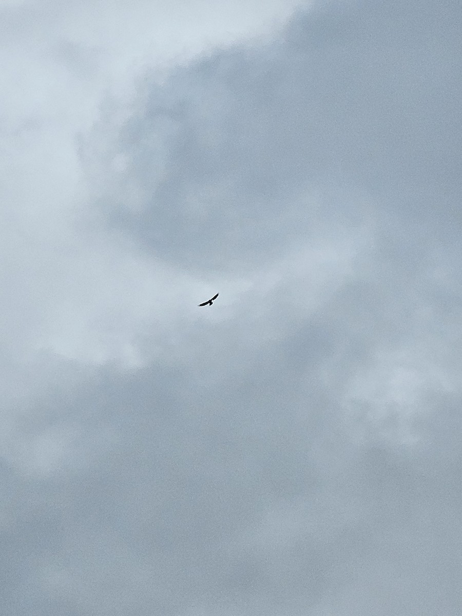 Цармын бүргэд - ML643675428