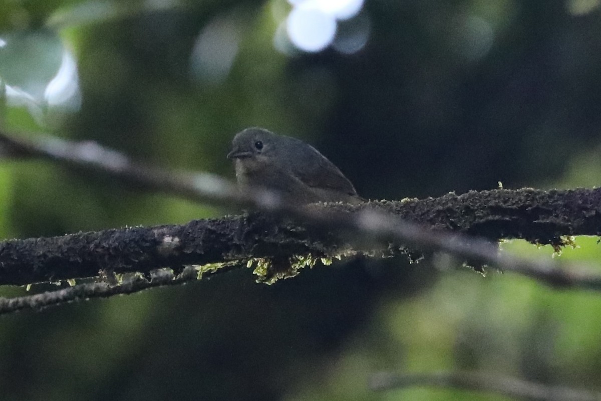 Olivgrau-Ameisenvogel - ML643675431