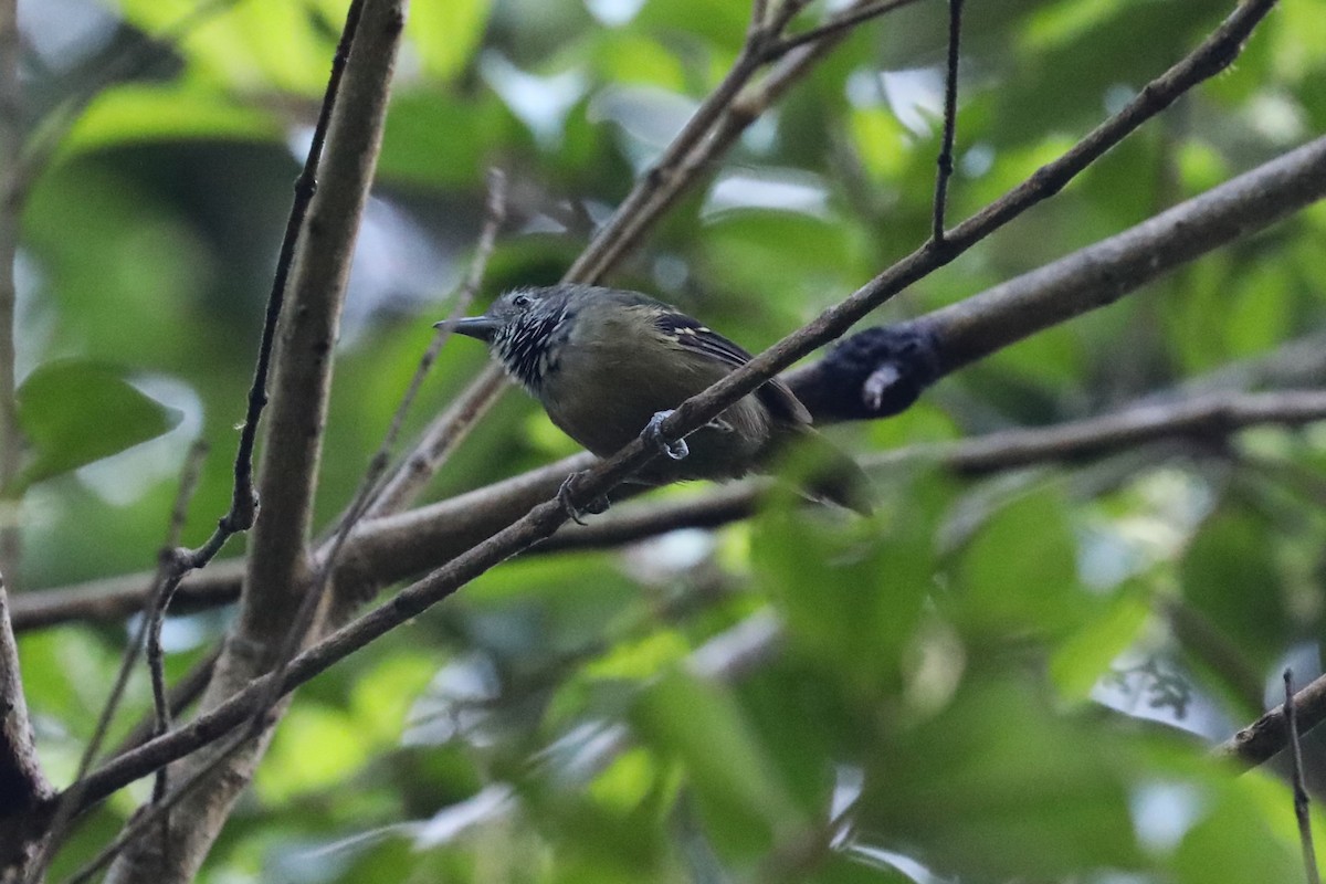 Checker-throated Stipplethroat - ML643675432