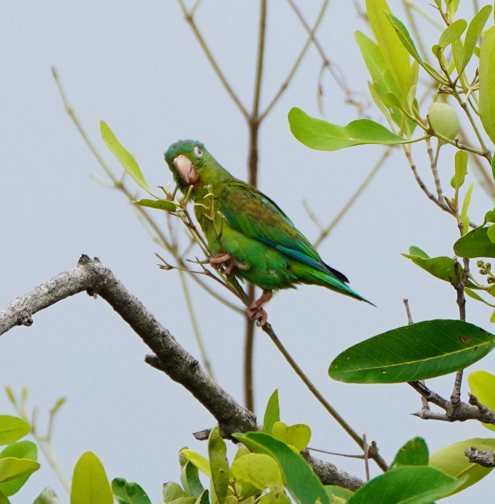 Orange-chinned Parakeet - ML643675452