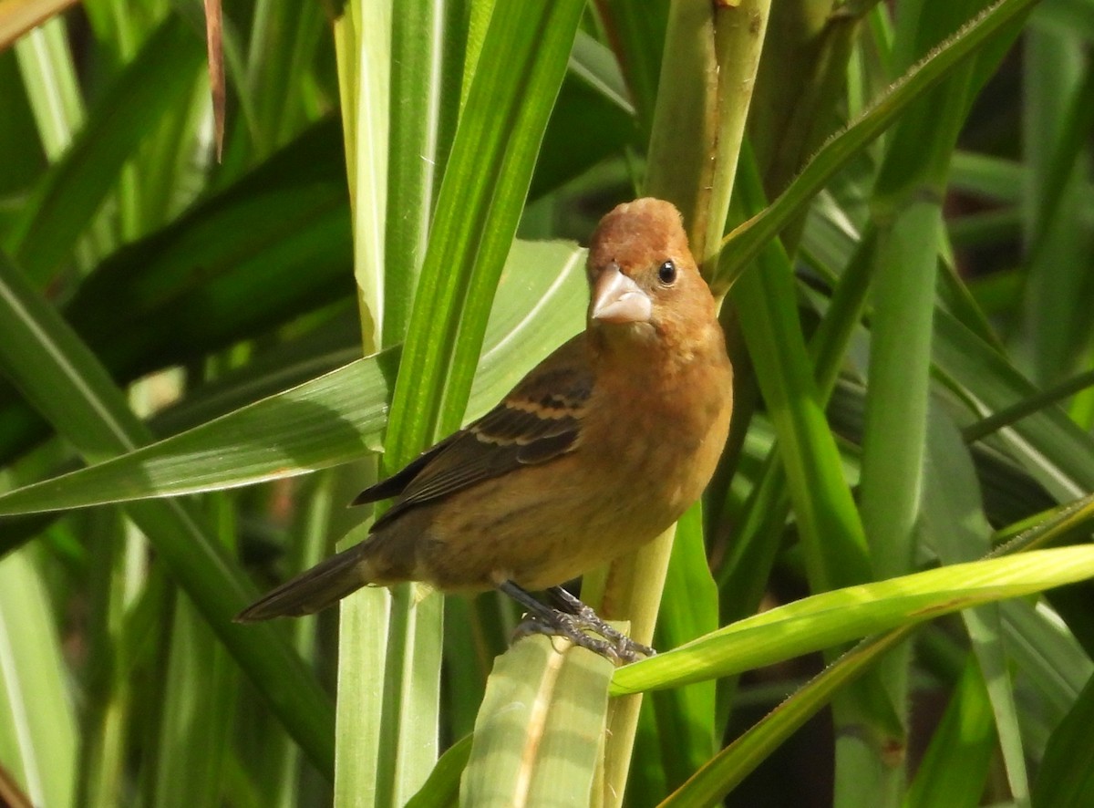Blue Grosbeak - ML643675453