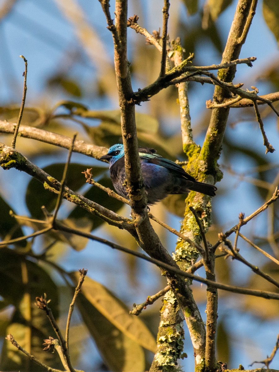 Blue-necked Tanager - ML643675463