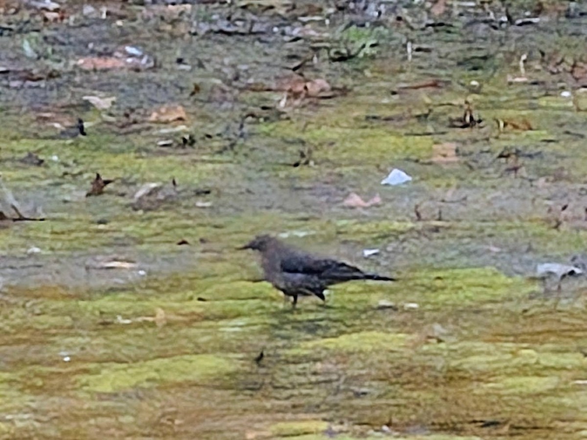 Rusty Blackbird - ML643675468