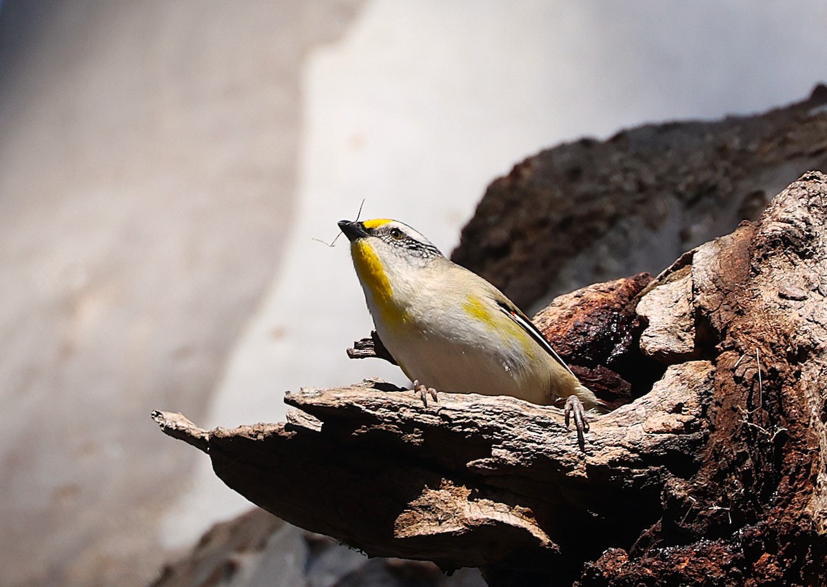 Striated Pardalote - ML643675469