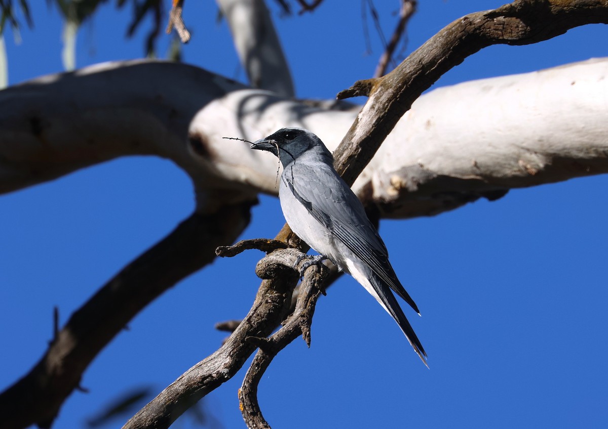 Black-faced Cuckooshrike - ML643675478