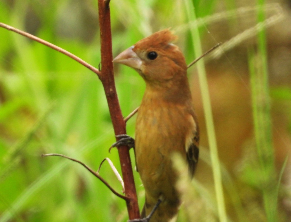 Blue Grosbeak - ML643675504