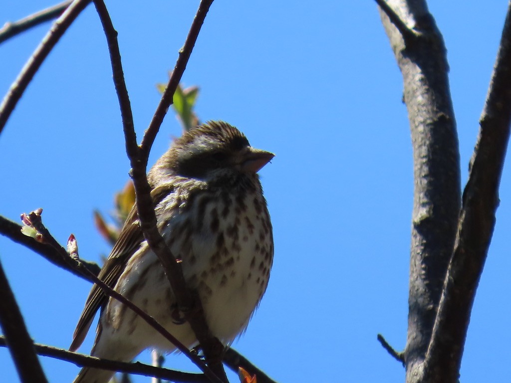 Purple Finch - ML643675506