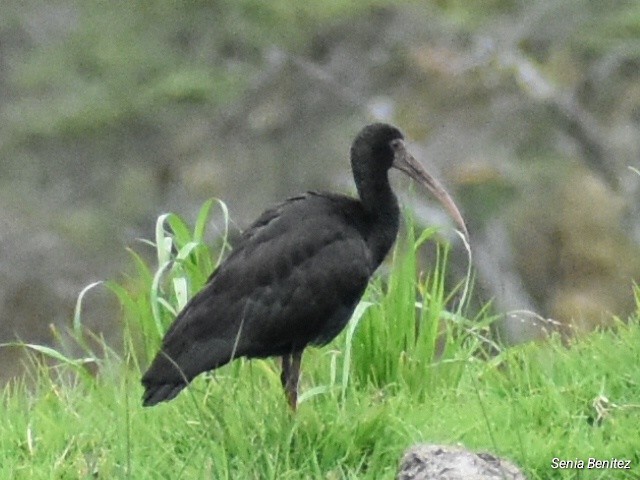 rødmaskeibis - ML643675508