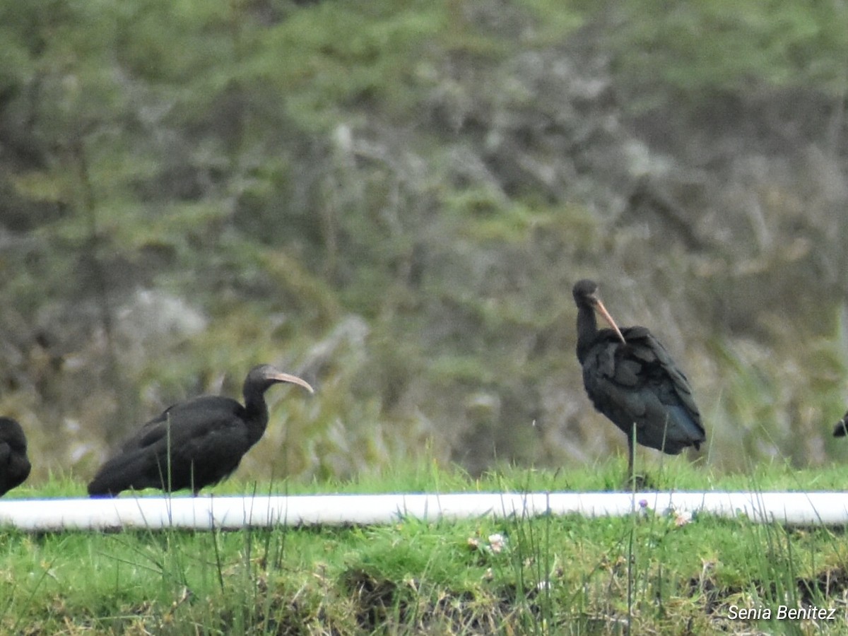 rødmaskeibis - ML643675509