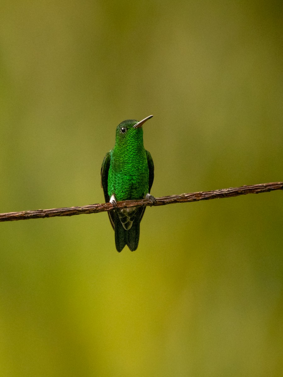 Steely-vented Hummingbird - ML643675511