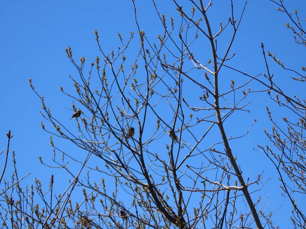 Purple Finch - ML643675512
