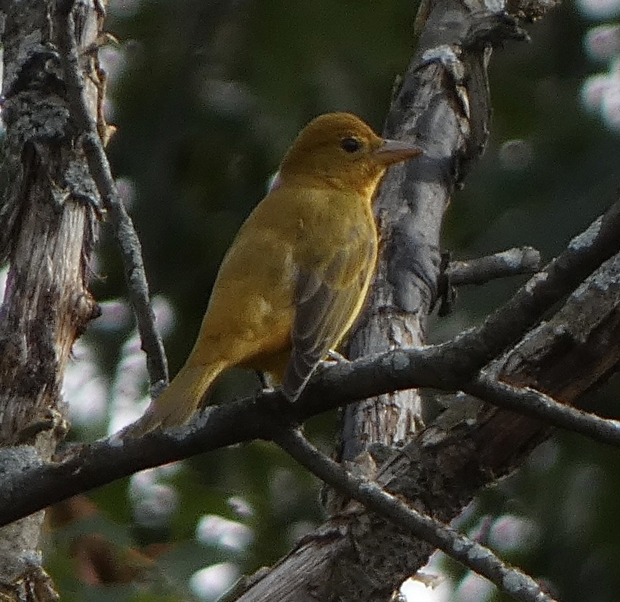 sommerpiranga - ML643675518