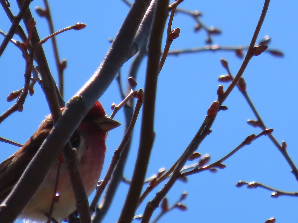 Purple Finch - ML643675519