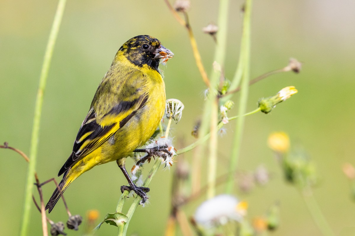 Hooded Siskin - ML643675529
