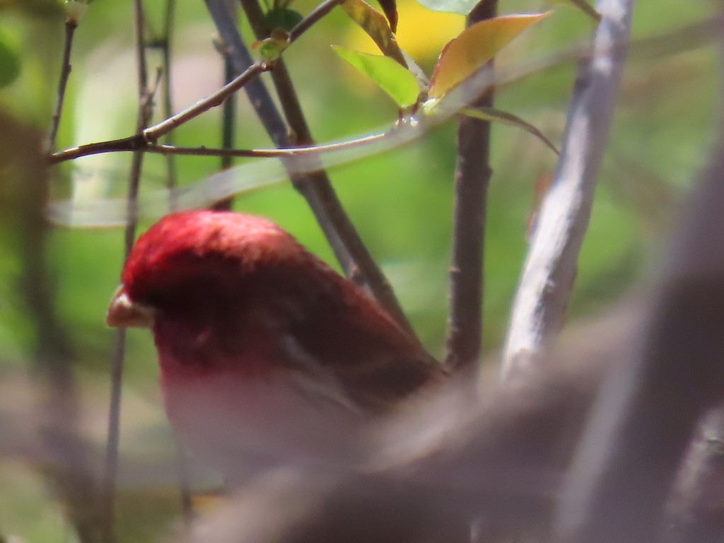 Purple Finch - ML643675532