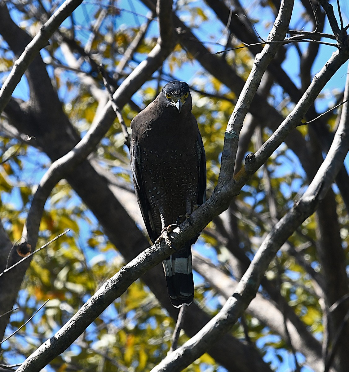 Crested Serpent-Eagle - ML643675533