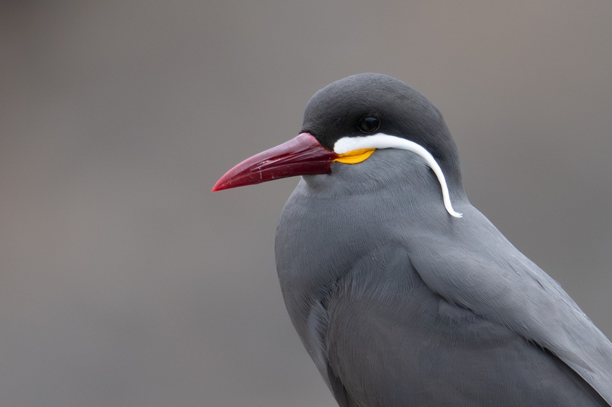 Inca Tern - ML643675538