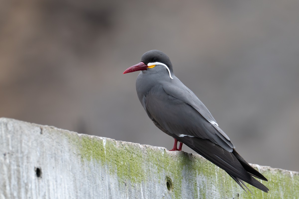 Inca Tern - ML643675539