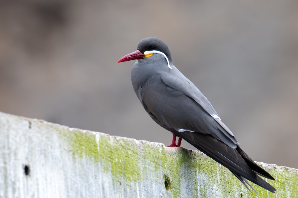 Inca Tern - ML643675540