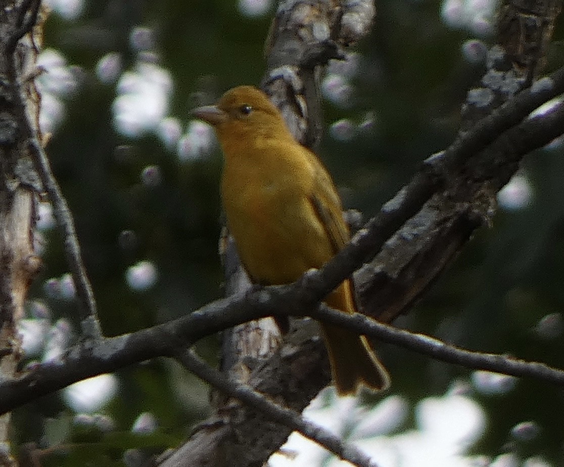 sommerpiranga - ML643675541