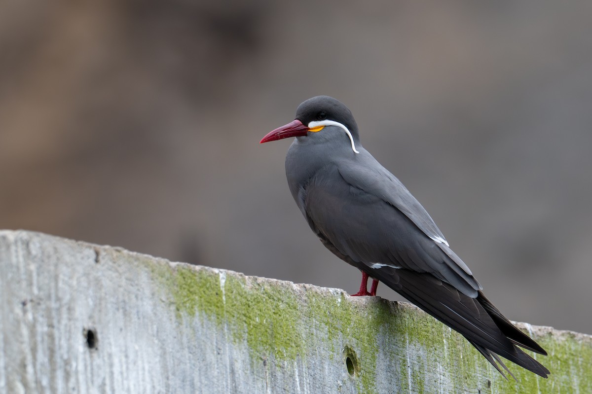 Inca Tern - ML643675542