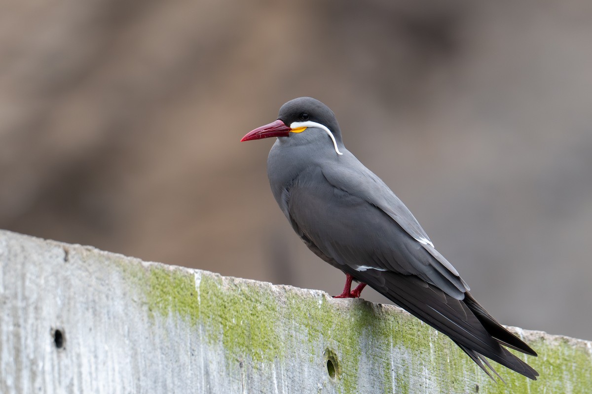 Inca Tern - ML643675543
