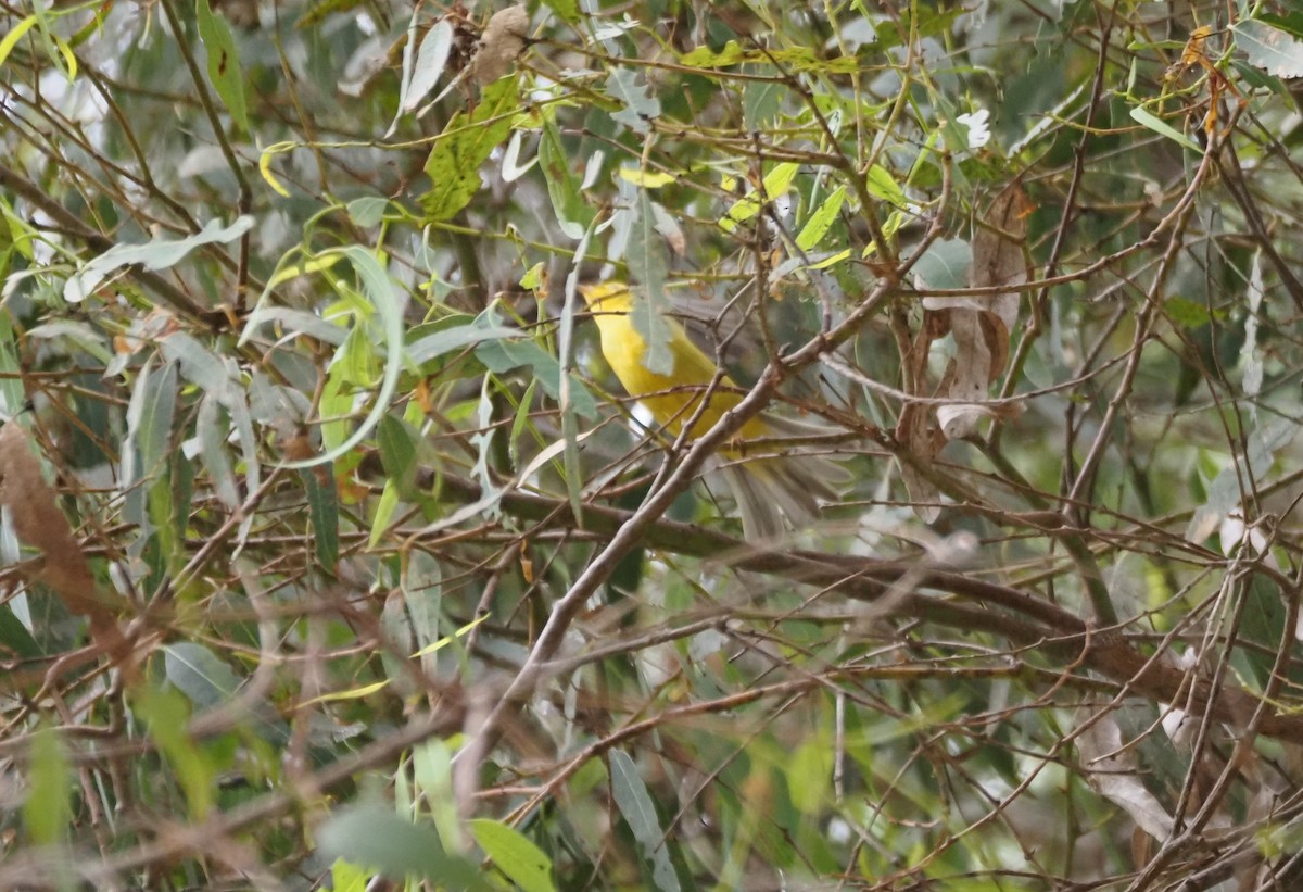 Wilson's Warbler - ML643675545