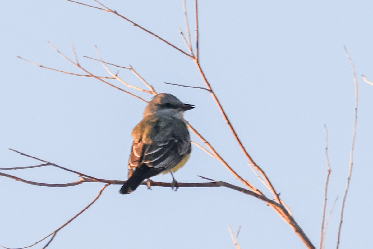 ub. spurvefugl (Passeriformes sp.) - ML643675546