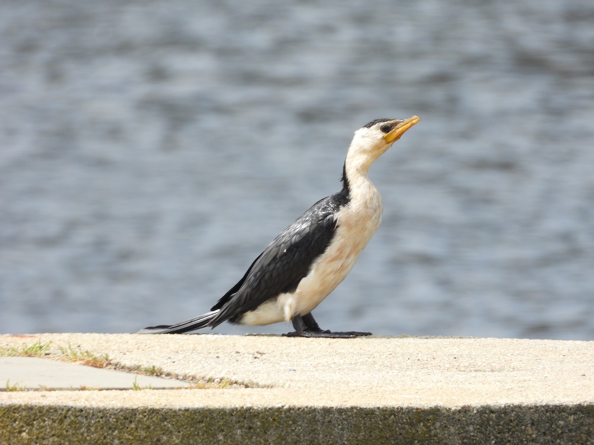 Little Pied Cormorant - ML643675547