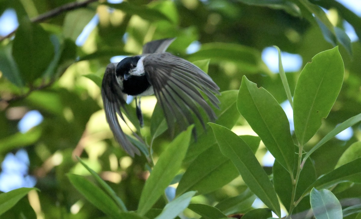 Carolina Chickadee - ML643675559
