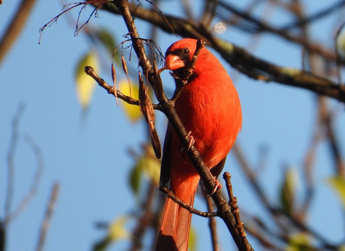 Northern Cardinal - ML643675561