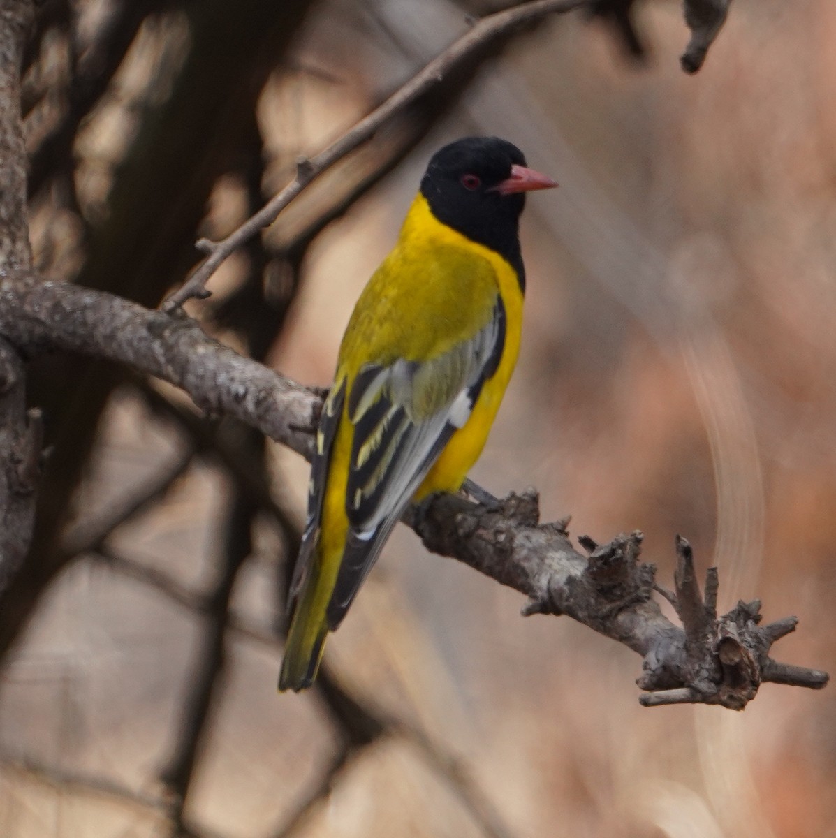 Black-cowled Oriole - ML643675565